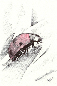 Ritratto coccinella con penne BIC