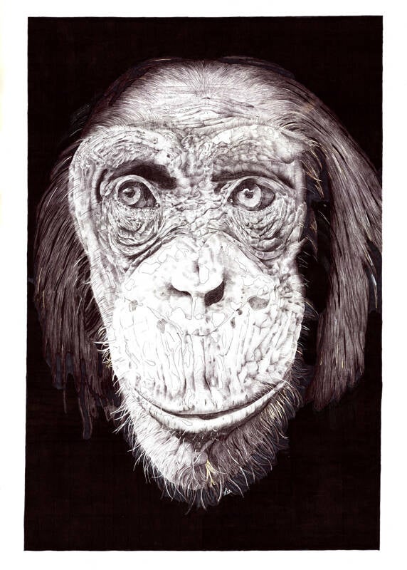 Ritratto realistico di uno scimpanzè realizzato a penna Bic di colore nero su sfondo scuro