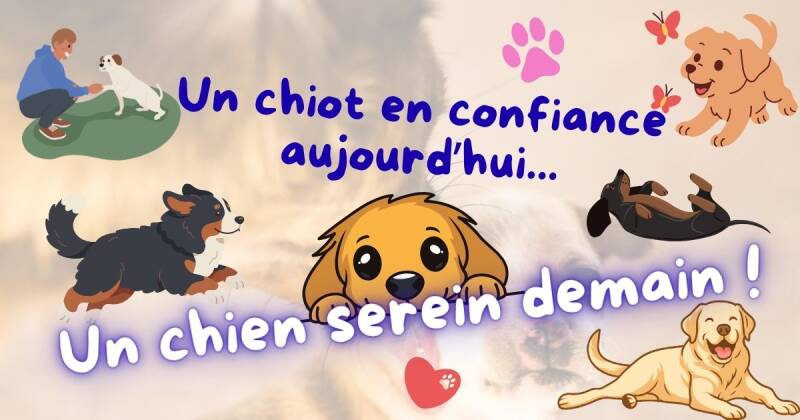 Chiot en confiance