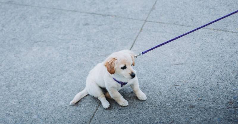 Chiot qui refuse d'avancer