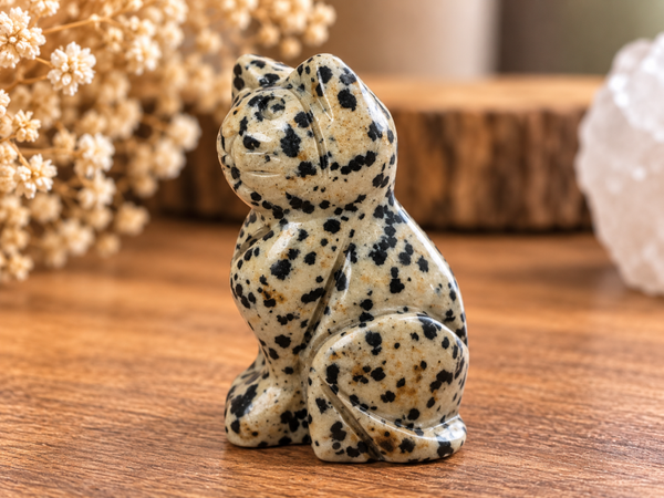 Jaspe dalmatien, chat