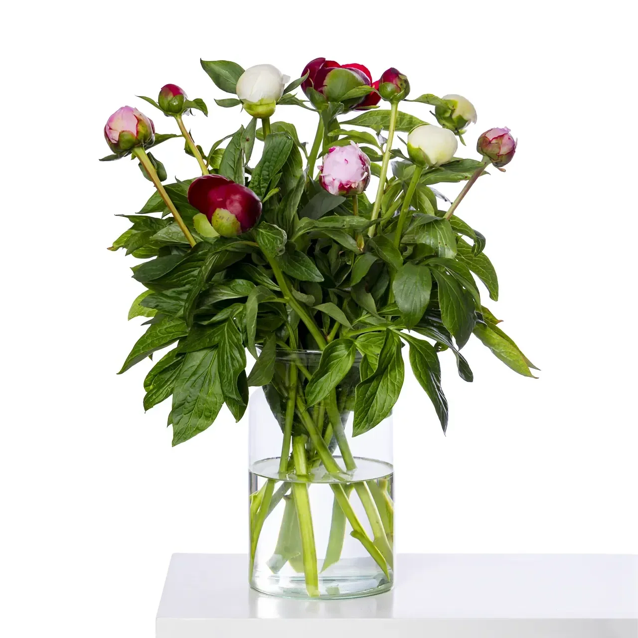 Pioenen gemengde kleuren