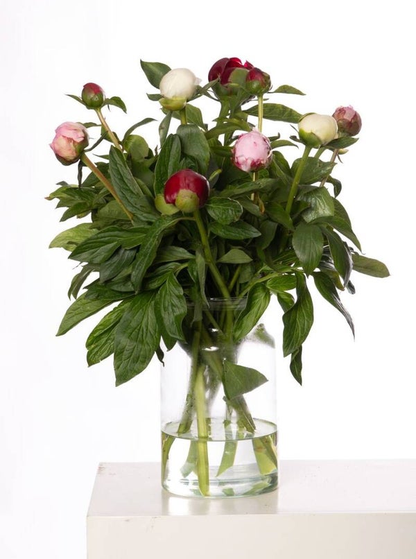Pioenen gemengde kleuren