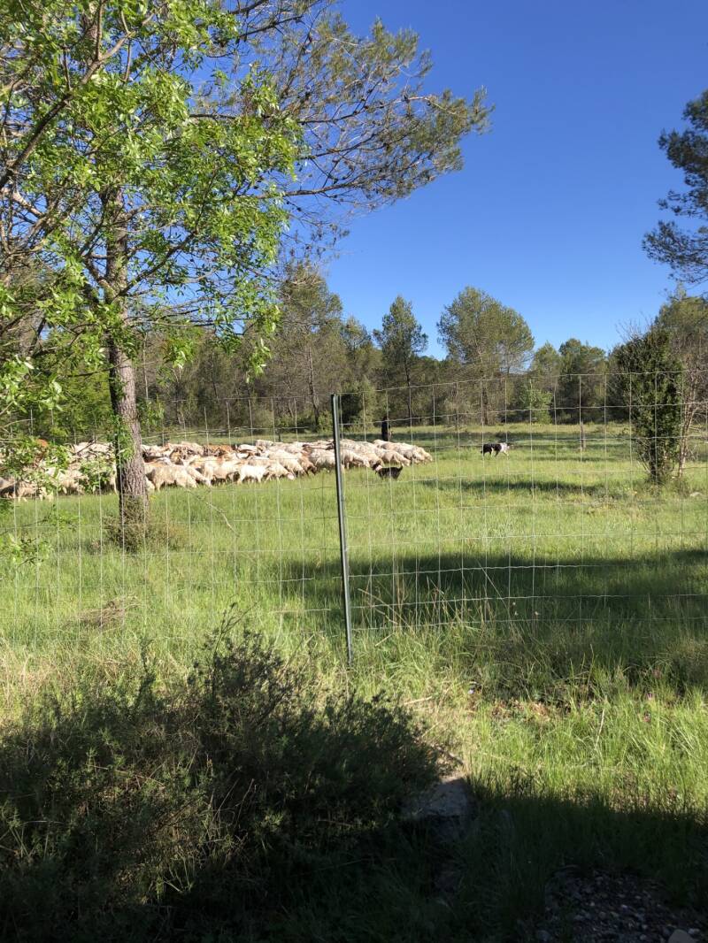 pld-nieuw-schapen-standard.jpg