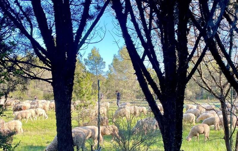 schapen-pld-standard.jpg