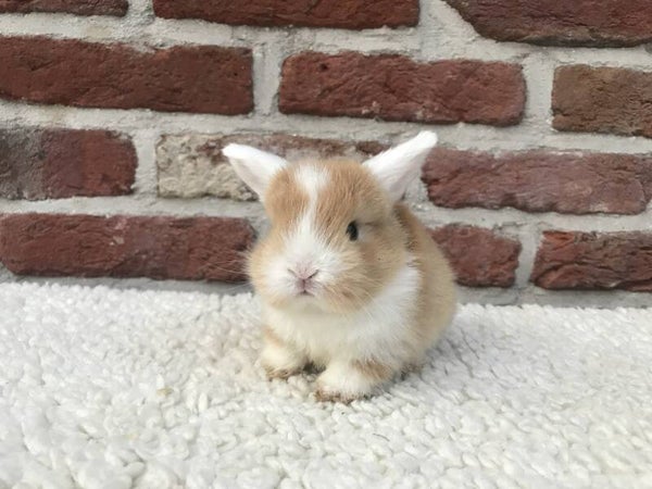 Oranje bont witoor voedster