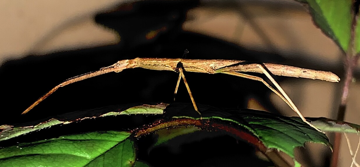 Phasmatodea: insectos palo, insectos corteza e insectos hoja | Artropofauna