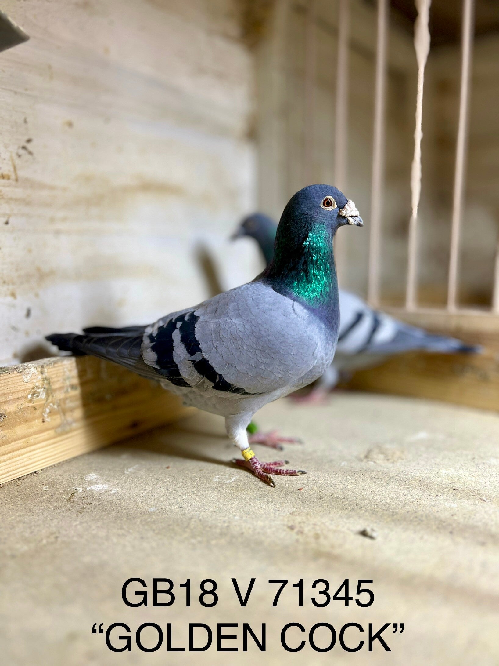 "THE GOLDEN COCK" - STEFAAN LAMBRECHT