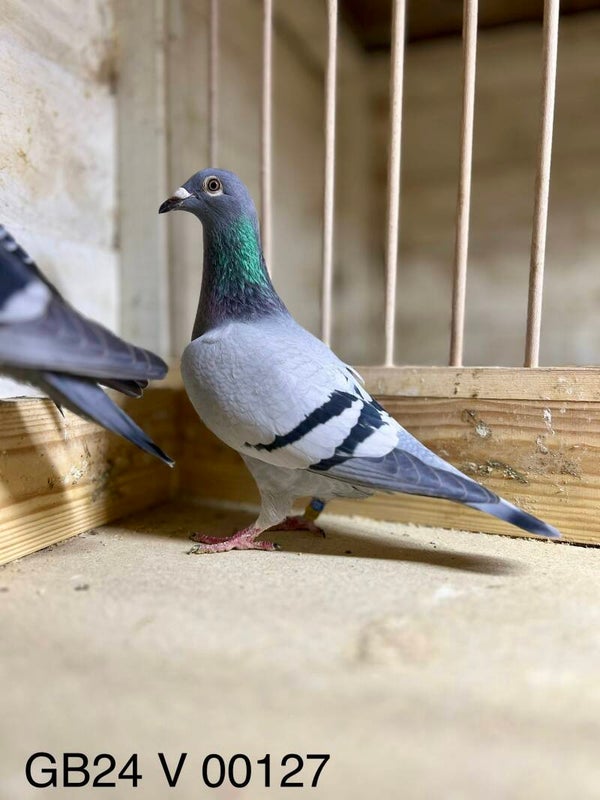 Full Daughter of “Out of nowhere” 2ND Open Huntingdon 2023