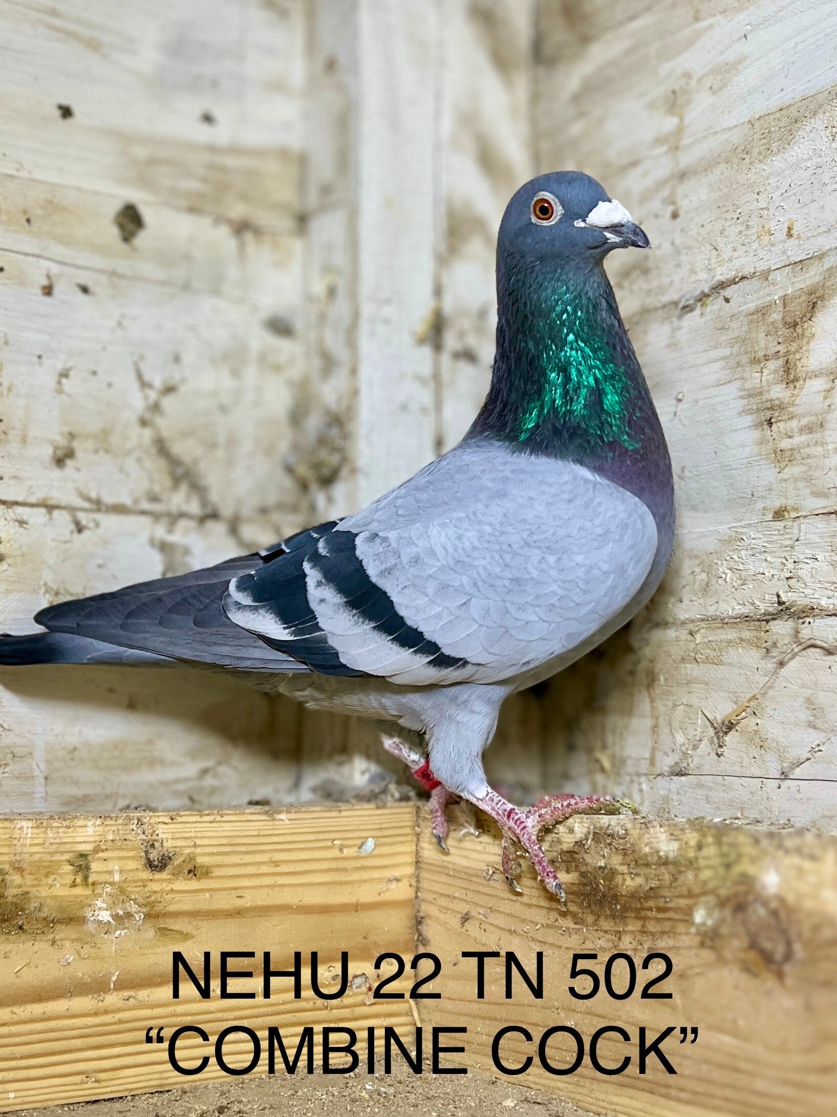 "THE COMBINE COCK" BRED BY HONEST LOFTS DUDLEY (WILKINSON BROTHERS)