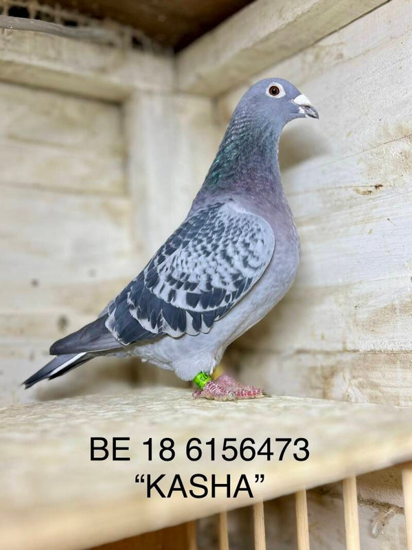 KASHA - DNA CERTIFIED LAMBRECHT HEN