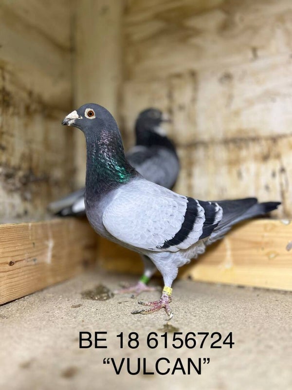 VULCAN - DNA CERTIFIED LAMBRECHT COCK