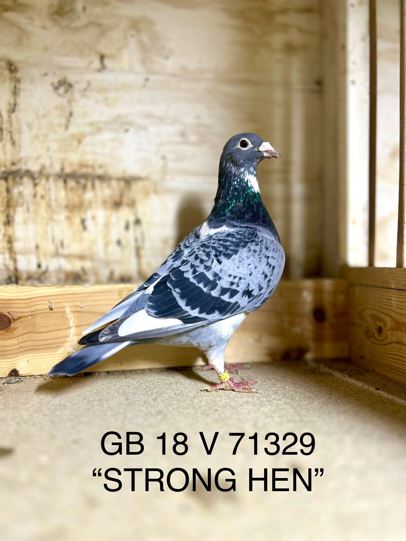 "STRONG HEN" STEFAAN LAMBRECHT X D.V.D.B