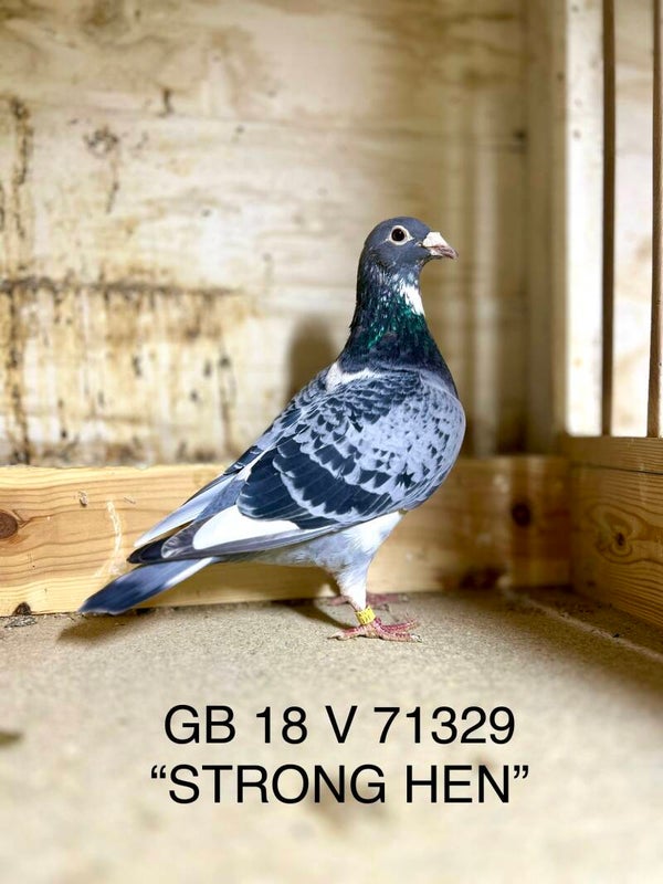 "STRONG HEN" STEFAAN LAMBRECHT X D.V.D.B