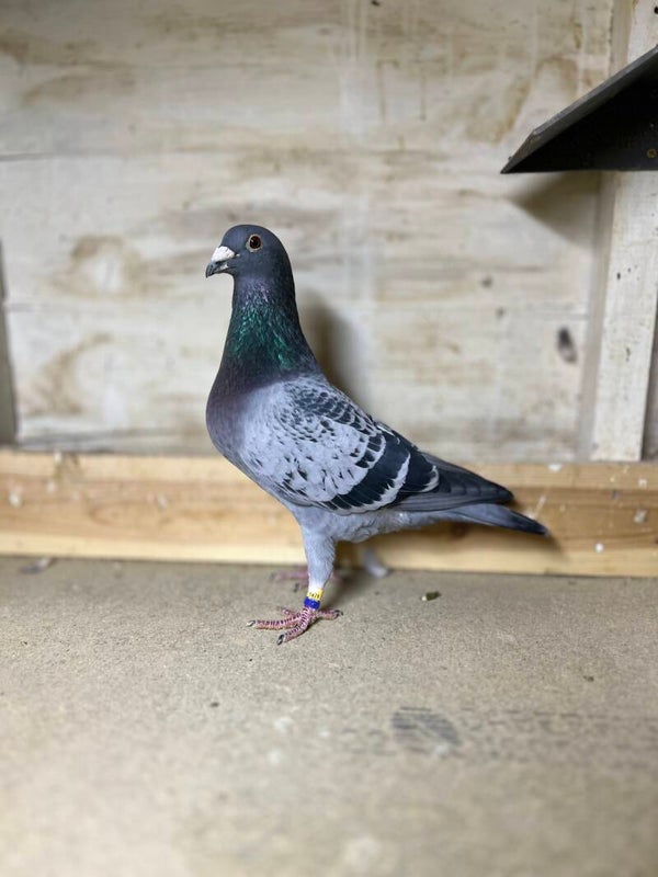 CHEQ COCK - David Middleton Stock