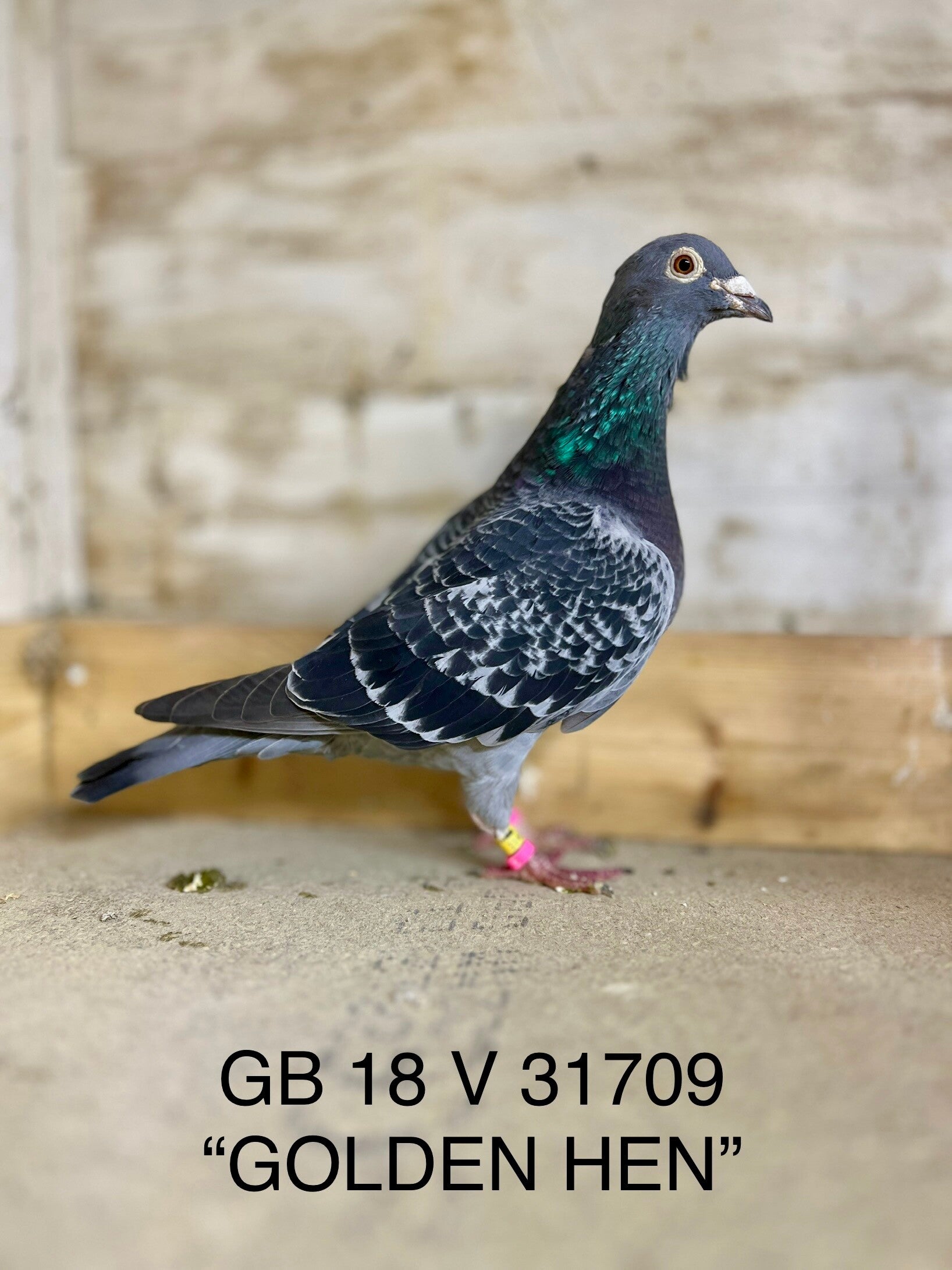 "THE GOLDEN HEN" STEFAAN LAMBRECHT X D.V.D.B