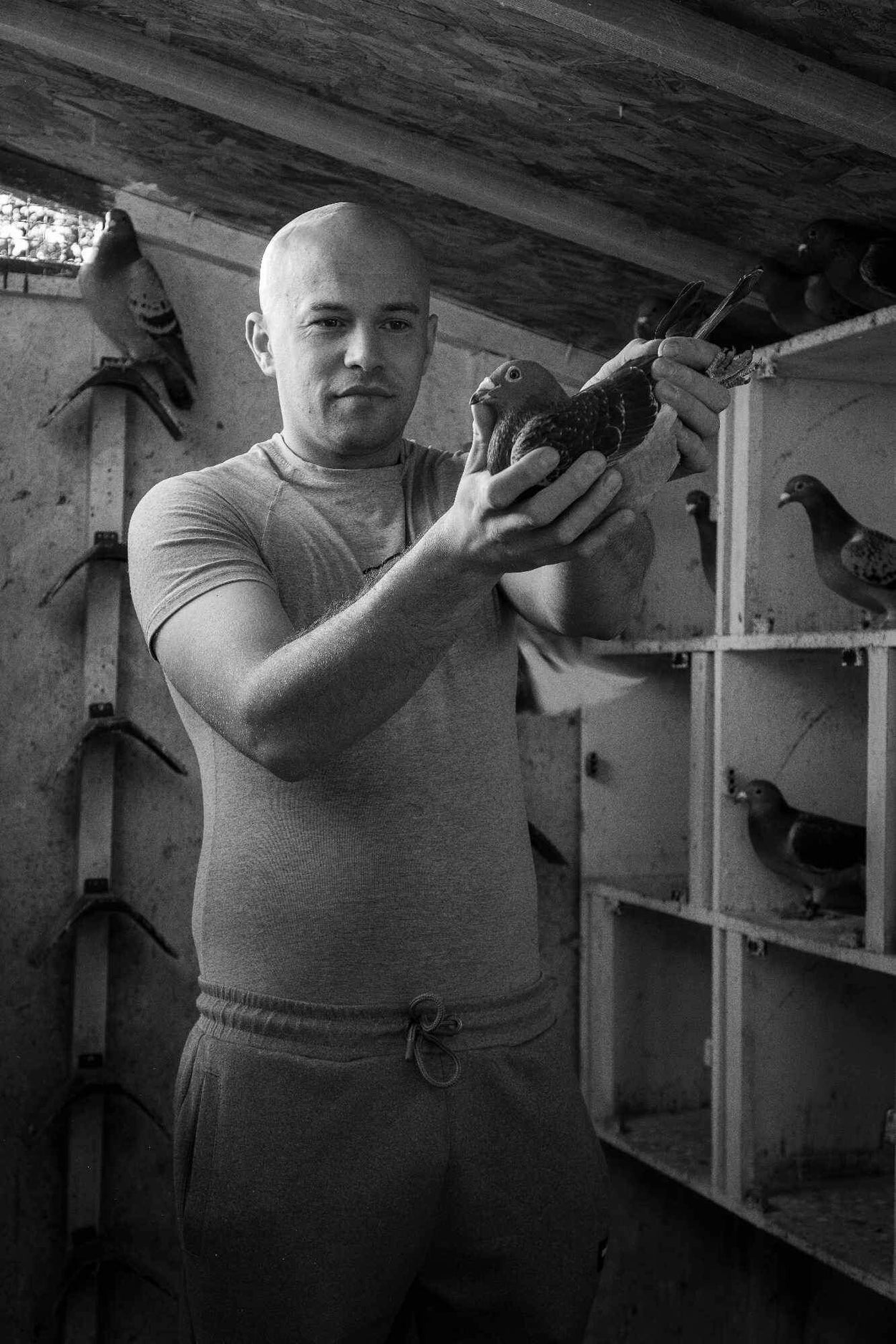 M.A.C. Lofts bespoke pigeon loft equipment