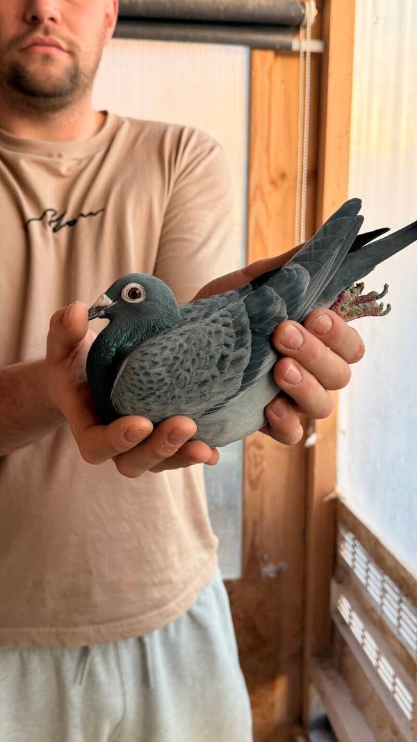 Slate Cheq Hen Wilkinson x Dave Middleton