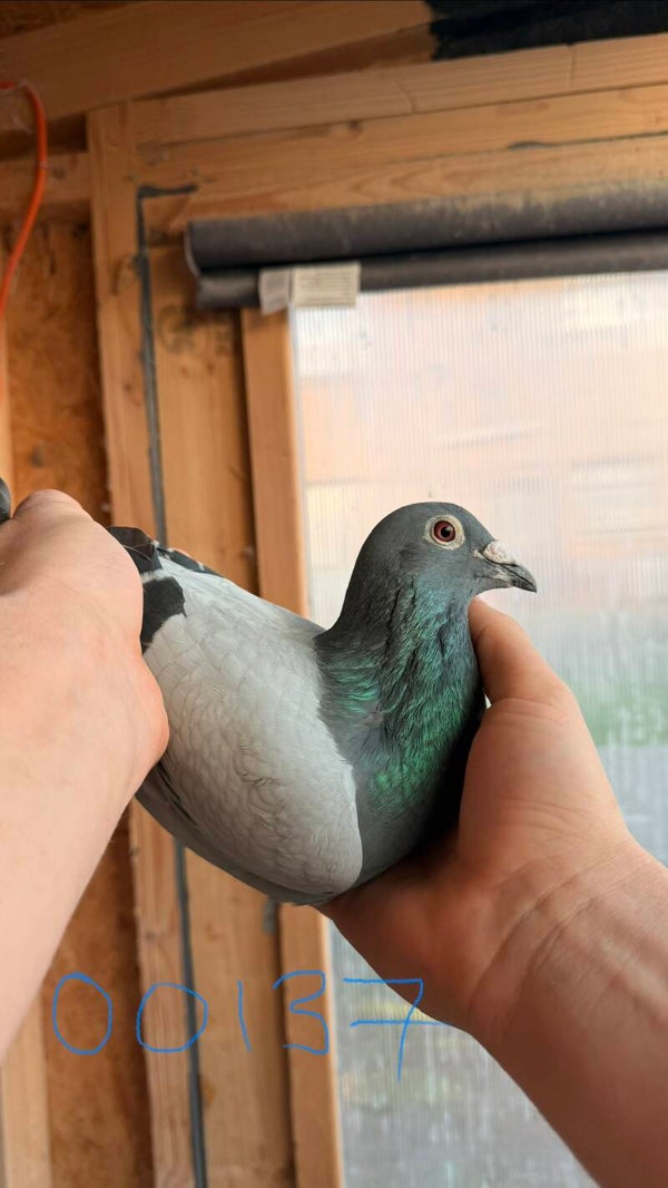 Blue Cock GB 24 V 00137