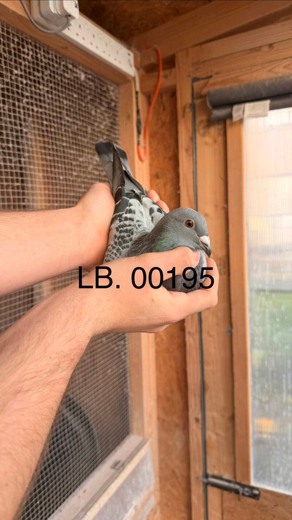 Kit of 4 summer late breds. *Last years >24< Rings*