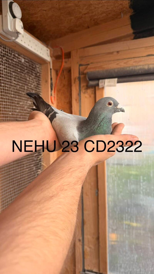 MALLAN X MOWBRAY - NEHU 23 CD 2322