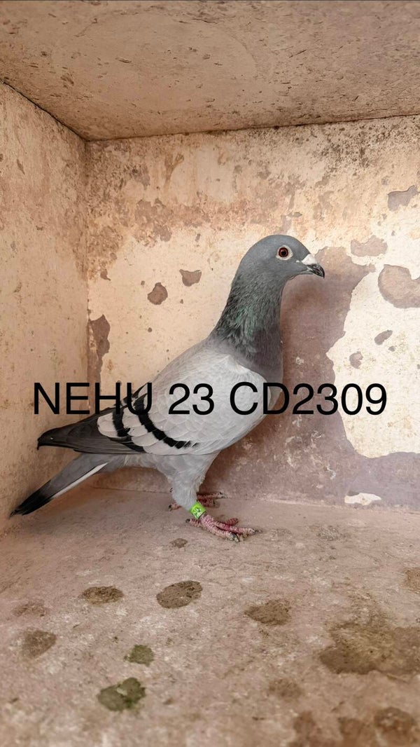 NEHU 23 CD 2309 BLUE HEN **MALLAN X MOWBRAY STOCK LOFT**