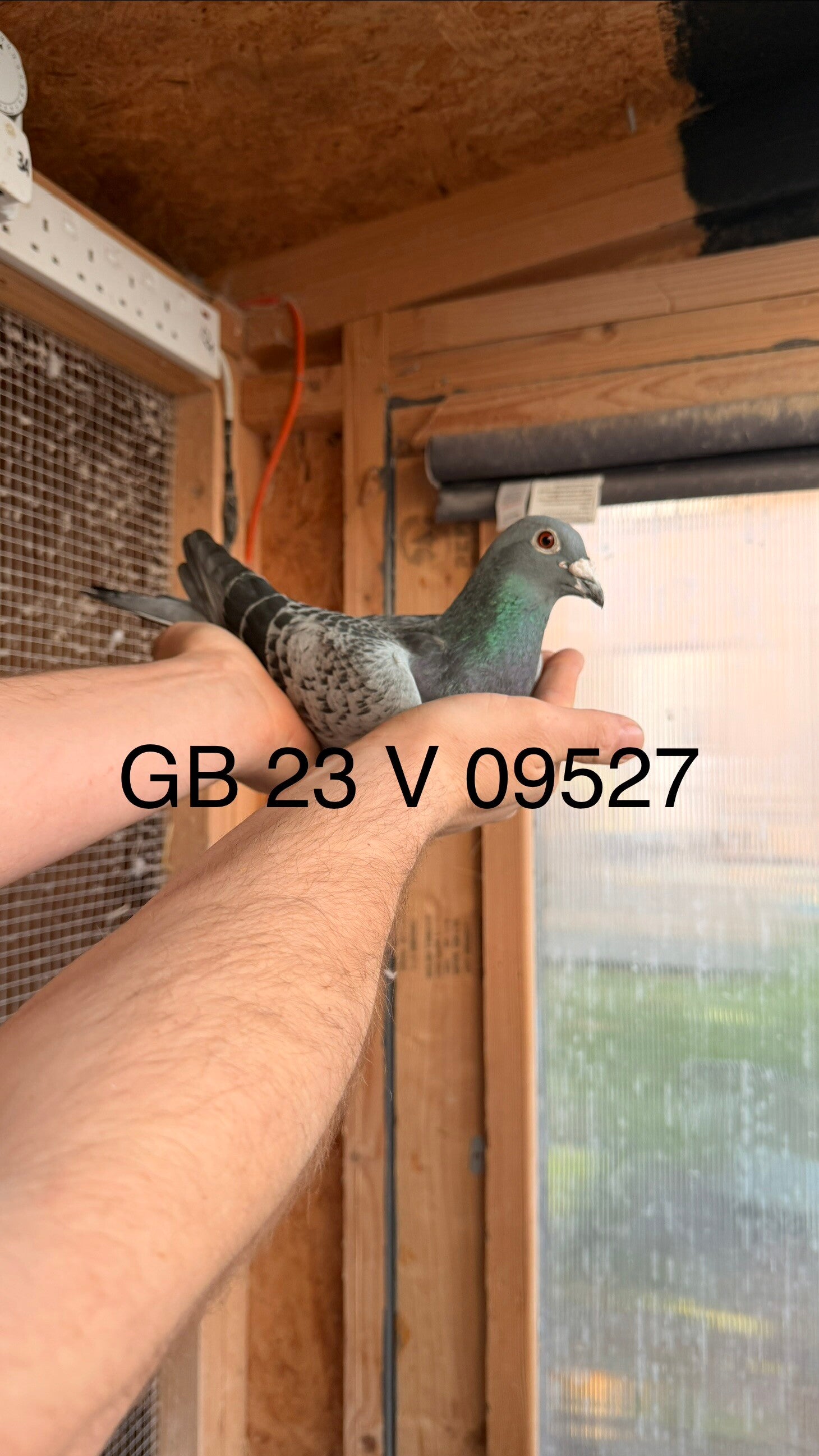 GB 23 V 09527 - SON OF "NATIONAL COCK"