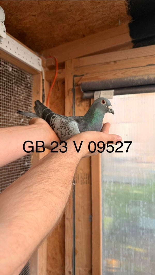 GB 23 V 09527 - SON OF "NATIONAL COCK"