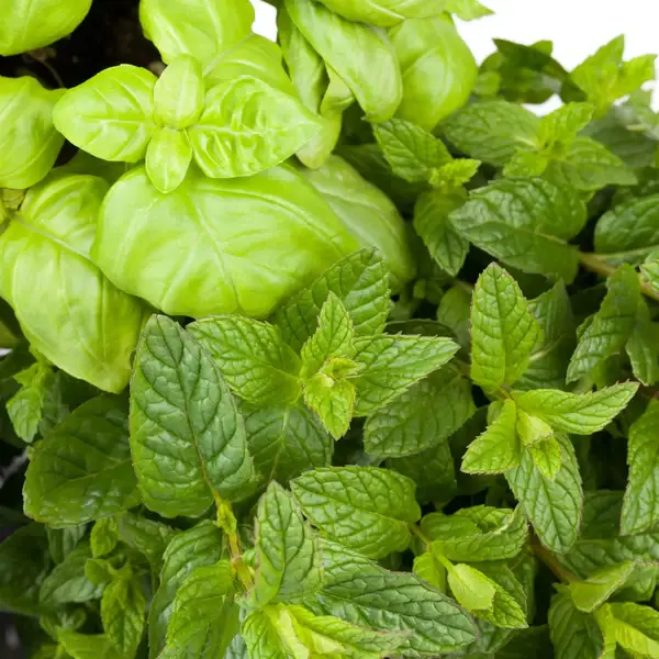 Menthe et basilic