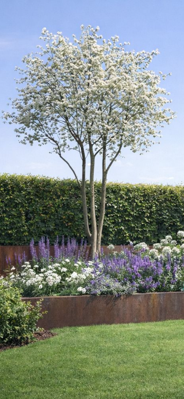 Kupfer-Felsenbirne Amelanchier Lamarckii mehrstämmig 250 - 300