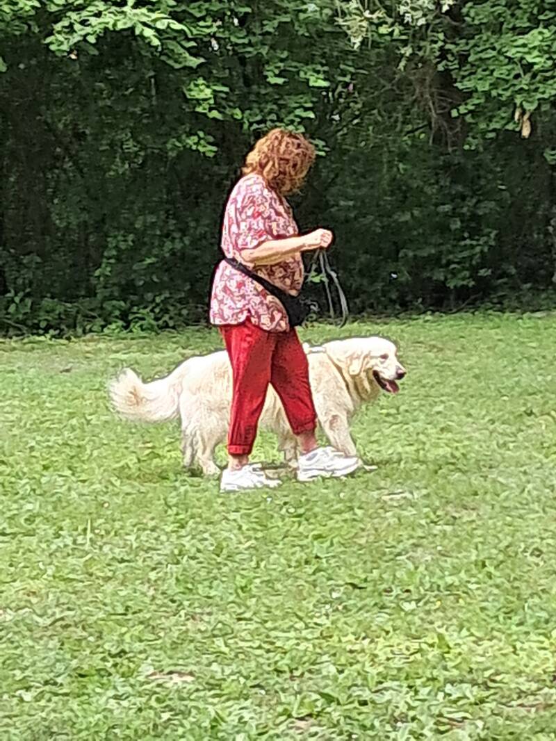 Leinenführigkeit für Hunde, Freifolge