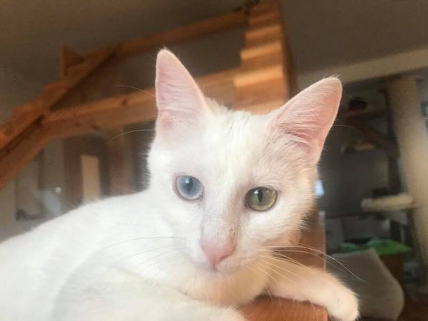 Ein Monat Futter und Medikamente