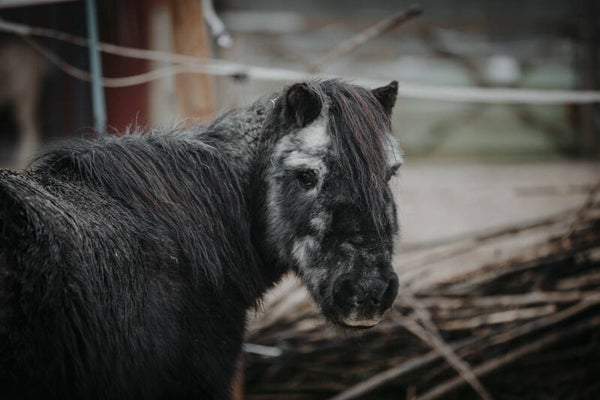 Versorgung für die Tiere unseres Gnadenhofes