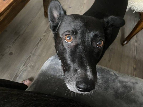 Tierengel-Grenzenlos e.V. - Hunderettung in Rumänien - Adopt don't shop