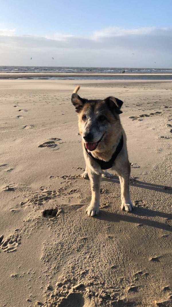 Tierarztkosten: OP-Spende für Garfield