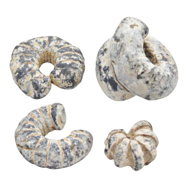 Indonesia, Malaysia, Malay peninsula. Unique pre-coinage/barter money in the form of fossils of ammonites or trilobites Item number:  W5014