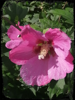 hibiscus bloem