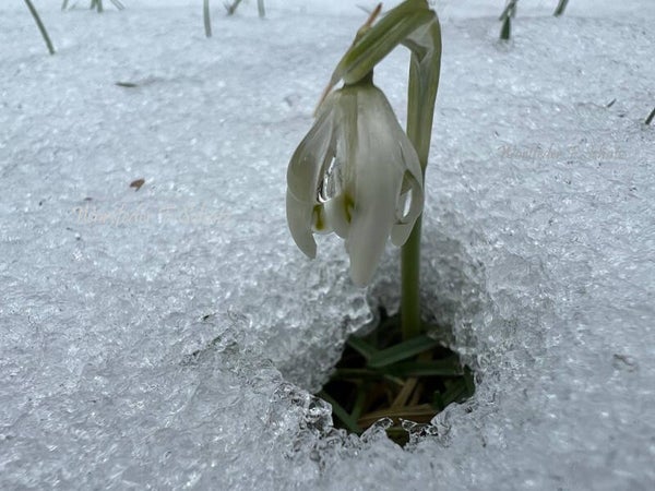 Schlafendes Schneeglöckchen