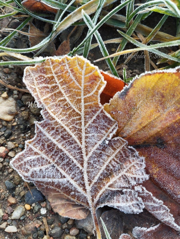 Morgen-Frost