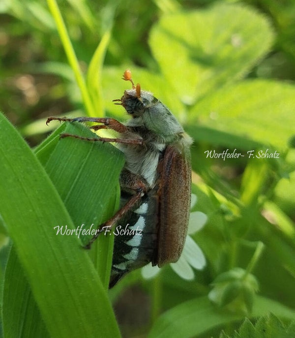 Maikäfer Mama