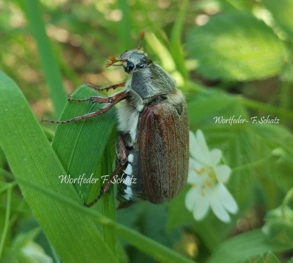 Maikäfer Papa