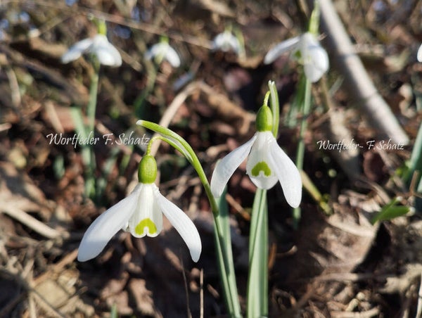 Schneeglöckchen- Paar