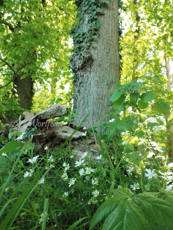 Baumfrieden