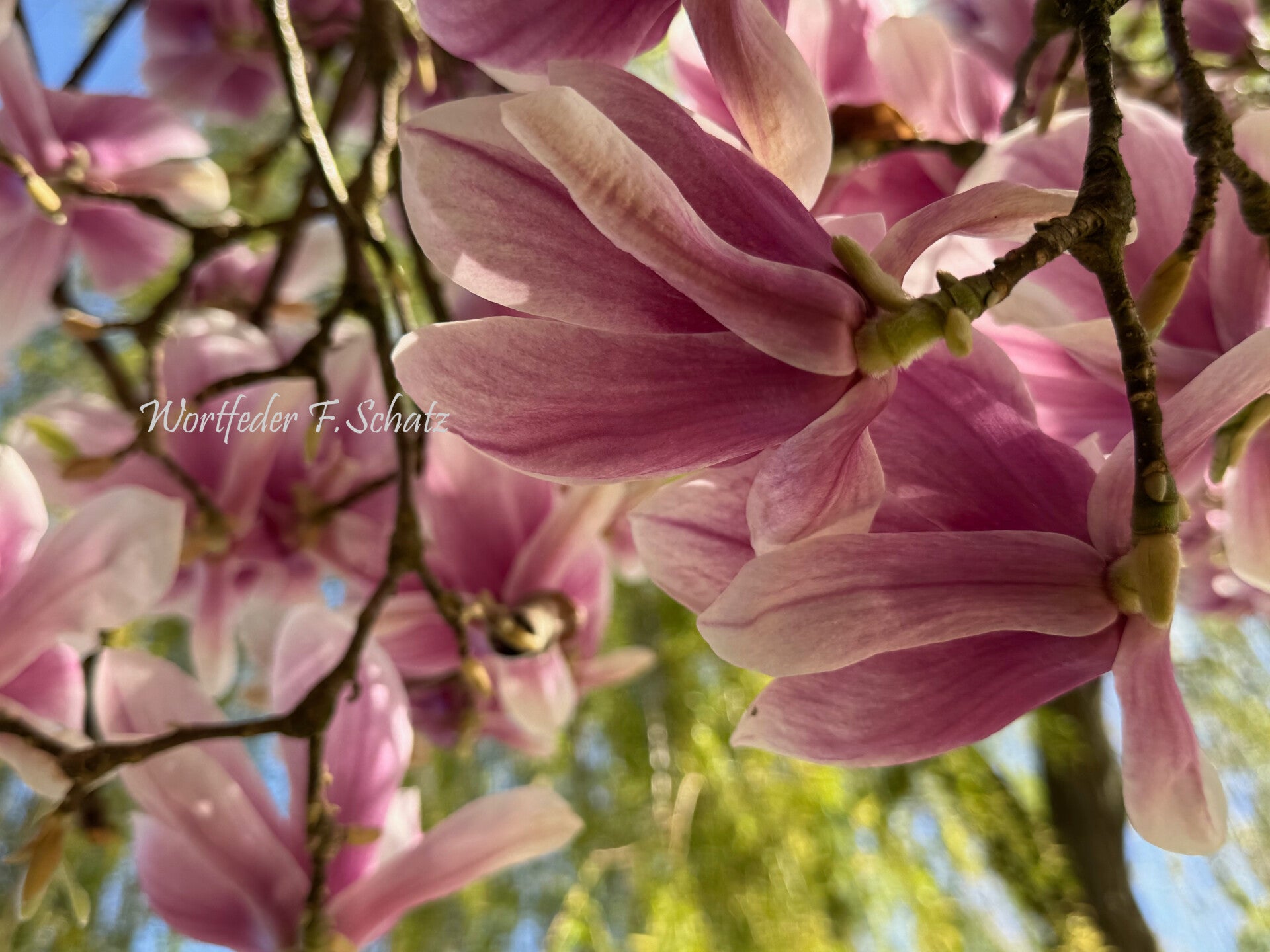 Magnolienblüte