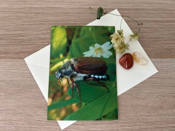 Maikäfer Papa Postkarte