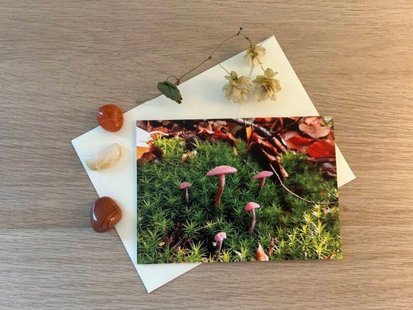 Pilz-Freunde Postkarte