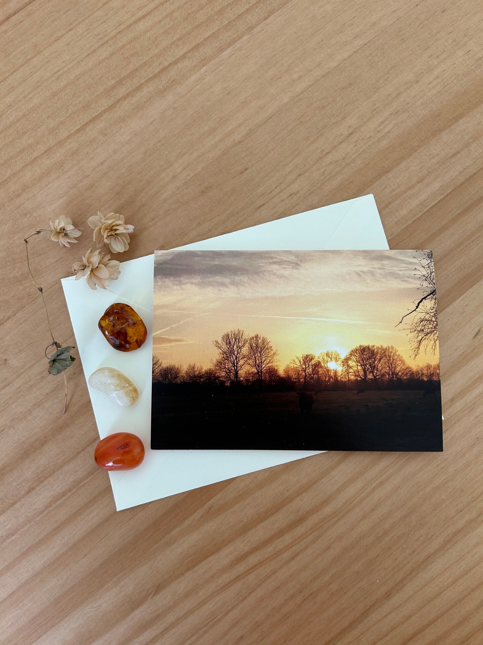 Kuhgeflüster Postkarte