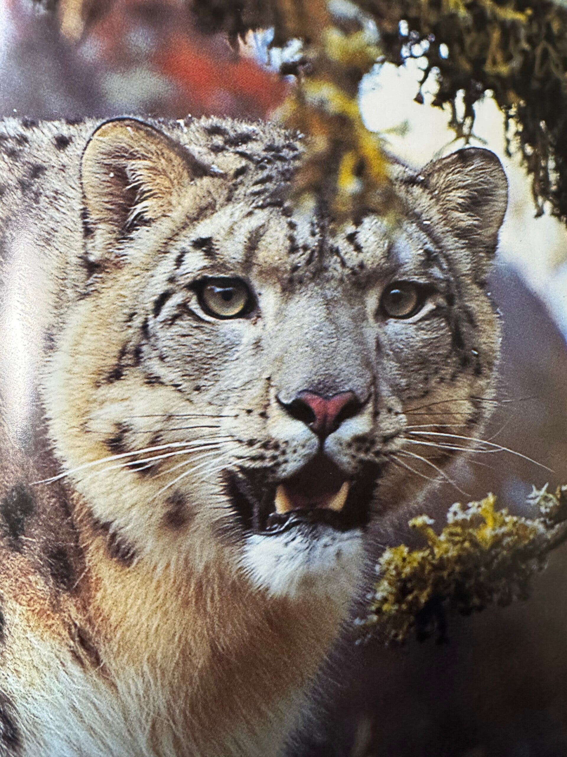 #Beterdandit Roofkatten