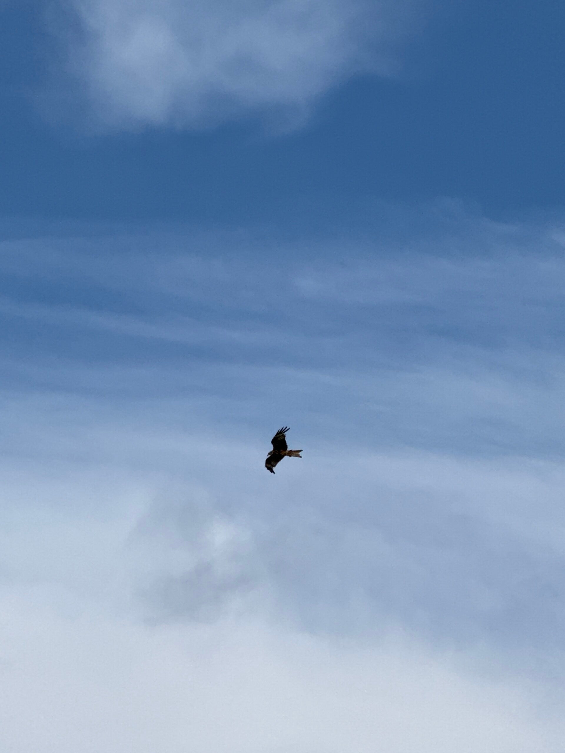 #Beterdandit Roofvogels