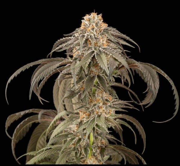 Afghan Kush Auto